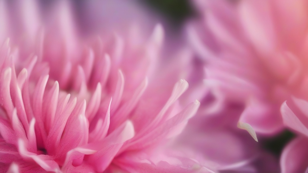 花语解码：从玫瑰到雏菊，读懂鲜花的隐秘语言